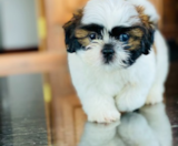 Shih Tzu Puppies For Sale Simply Southern Pups